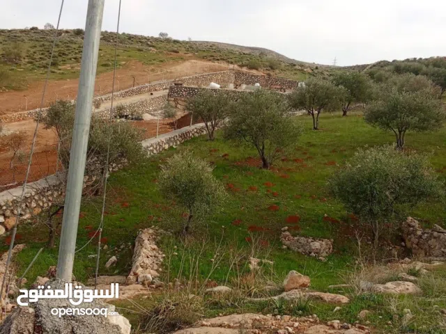 Farm Land for Sale in Zarqa Birayn
