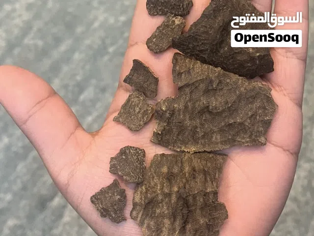 جار هندي قاروهيلز
