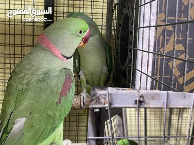 للبيع زوج نيبالي شبه اليف طيور محليه
