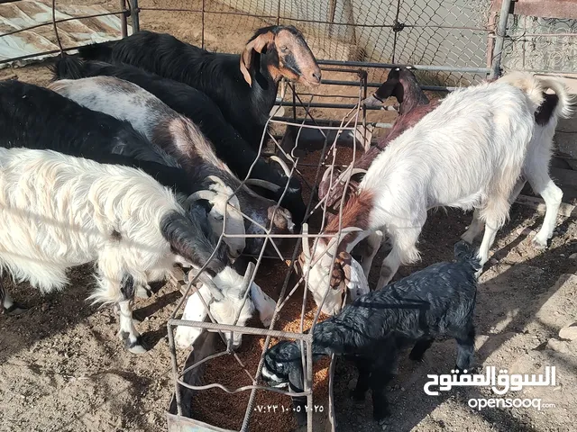 ماعز حليب للببع صلاة النبي