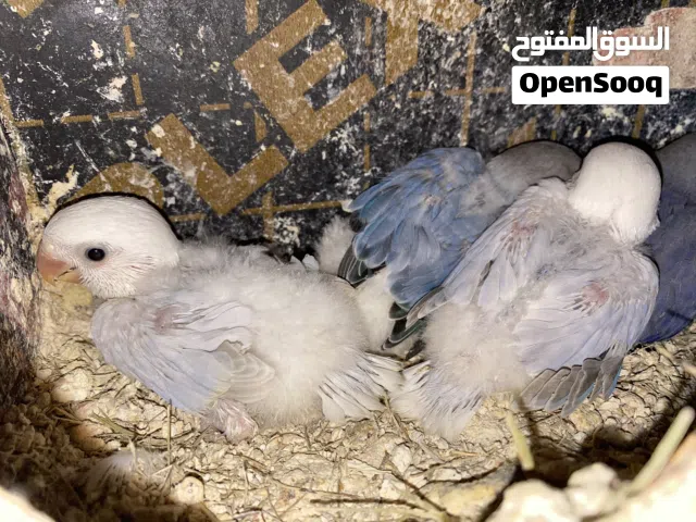 فروخ روز النوع بالد بلو وفايلوت