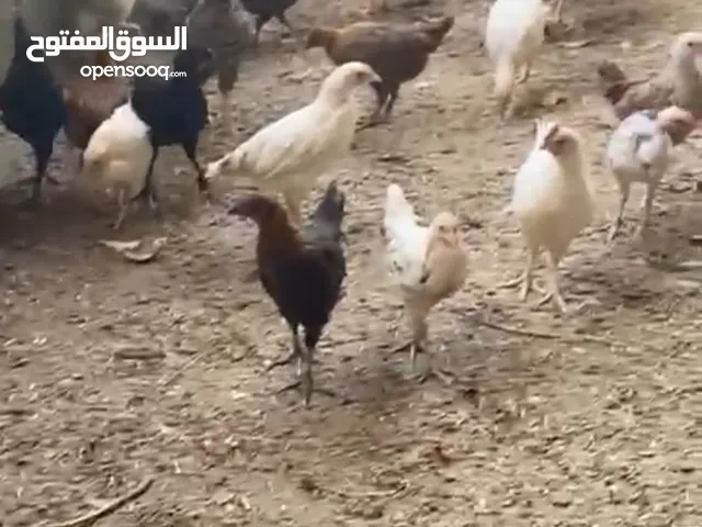 دجاج عماني فرنسي مكس للبيع