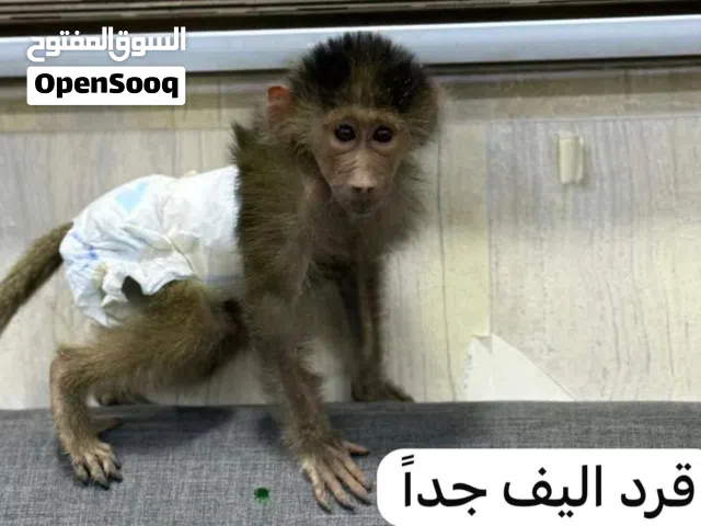 قرد للبيع السعر 150 دينار فقط