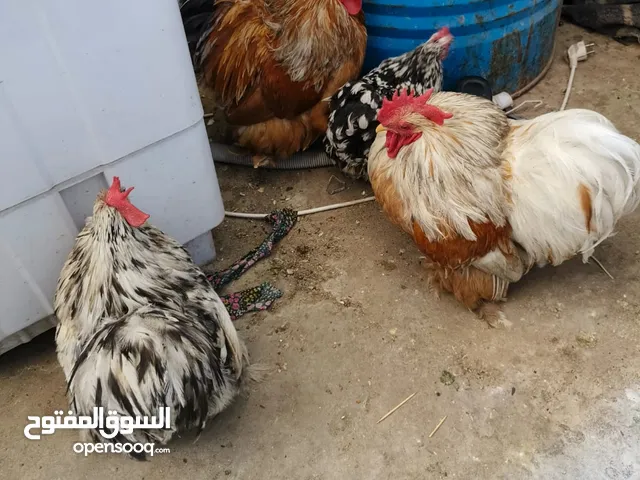 دجاج كوشن مورتدد