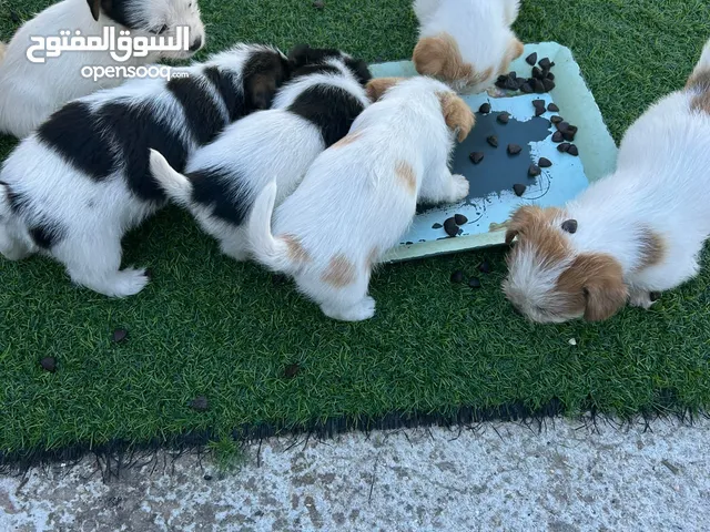 كلاب حجم صغير ما بكبر شعر طويل مناسبة لكل بيت لعوبات وذكيات سريعات التعلم