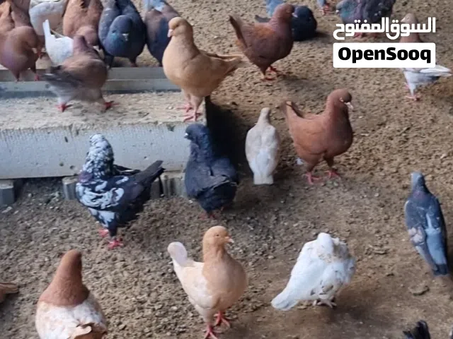 للبيع حمام زينة جملة