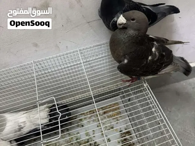 للبيع زوج هومر ينتج و للبيع زوج لوت ينتج اصلي عليهم مرقمات