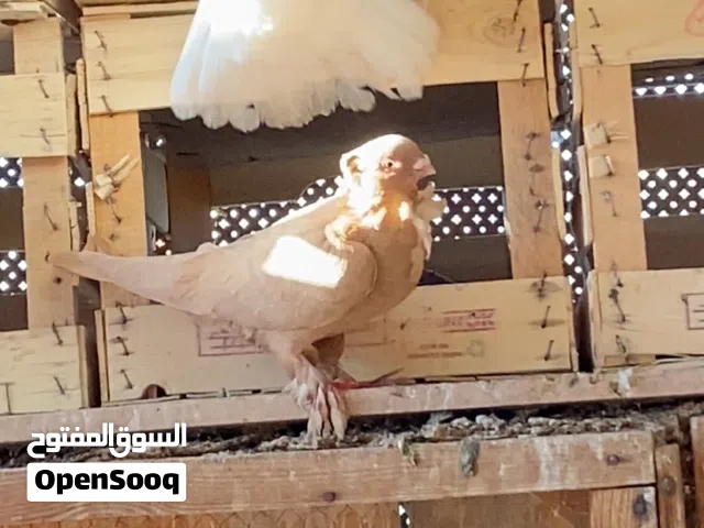 بسم الله ما شاء الله  متاح حمام 40 حبه كلهم جواز