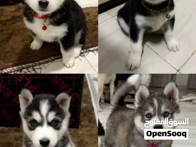 Purebred husky siberian for sale كلب هاسكي سيبيري أصيل للبيع