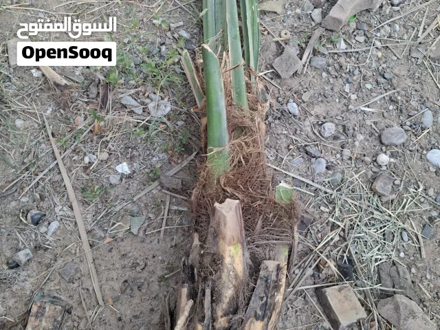 فسائل متنوعه للبيع ملاحظه يرجى تواصل على رقم الهاتف