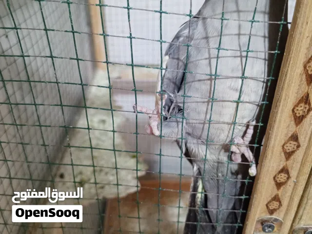 طيور كوكتيل للبيع .بس واحد شوية بيه عوق برحلة  والثاني صاحي جاهز لتزاوج التفاصيل بالوصف