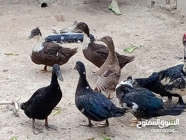 بشوش مصري زوج عله 25