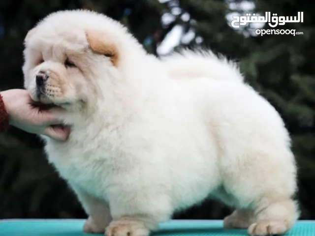 chow chow Puppies for sell