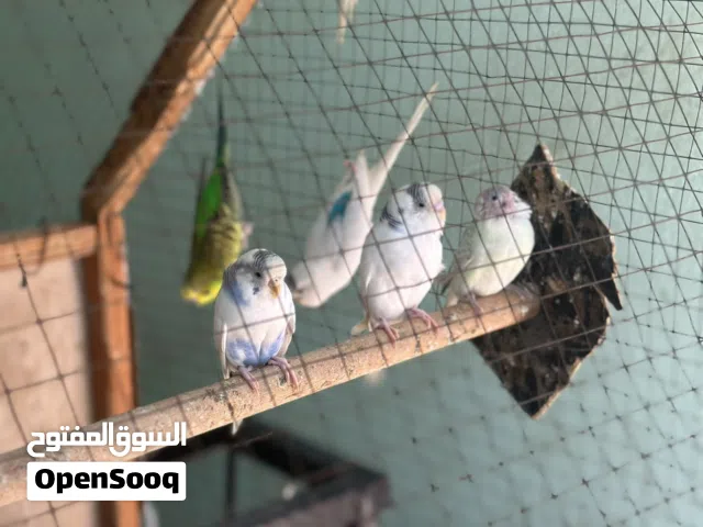 طيور حب البيع مال بيت