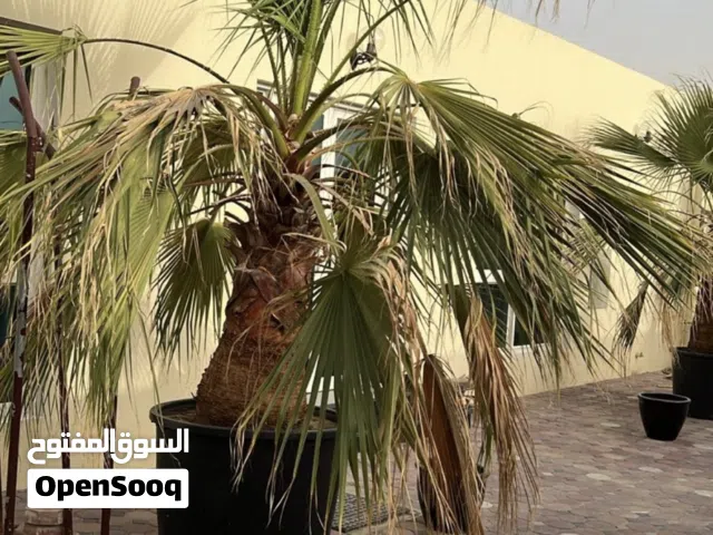 نخيل واشنطونيا Washingtonia Palm