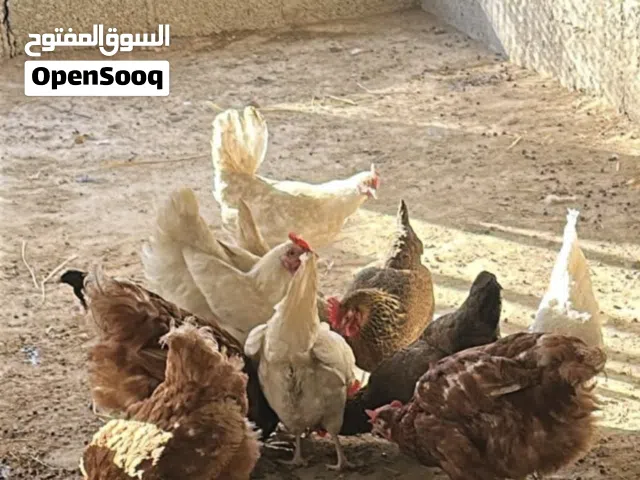 دجاج الفرنسي الأصلي بياضات ماشاءالله