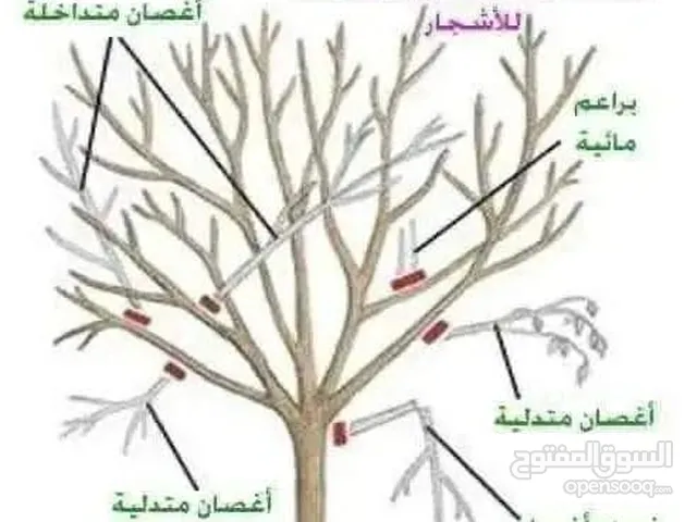 فني تعريب زيتون و قوراص