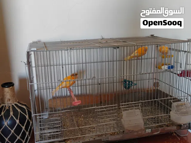 جوز كنار وتلث مخاليف