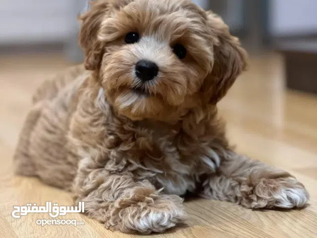 أجمل ولد مالتيبو عمر 50 يوم صحته ممتازه مستوي عالي جدا