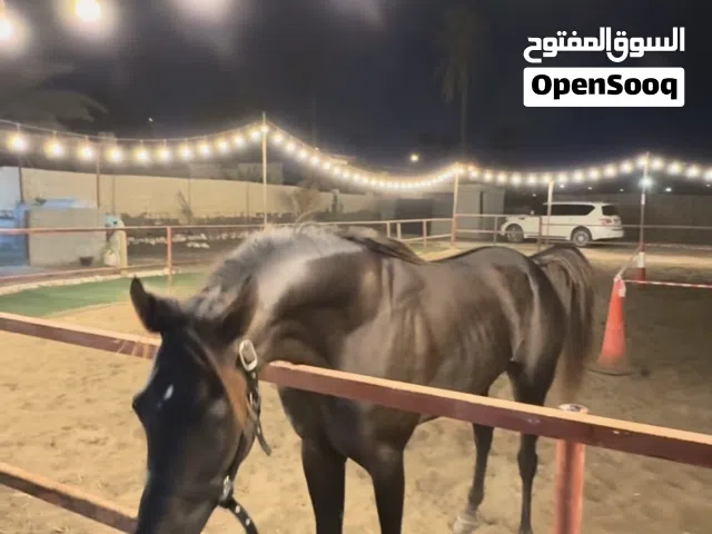 حصان عربي اصيل