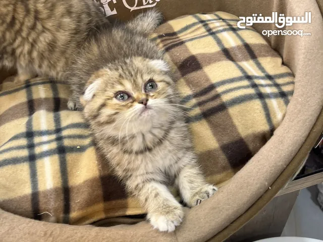 سكوتش فولد غولدن ny 24 عرض صاروخي تابع الوصف للأهمية