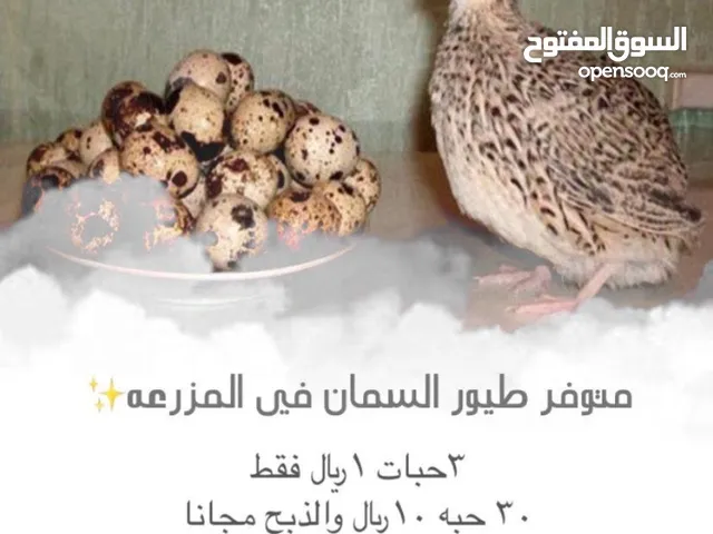 للبيع سمان