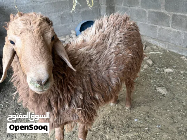 كبش رملي تهجين