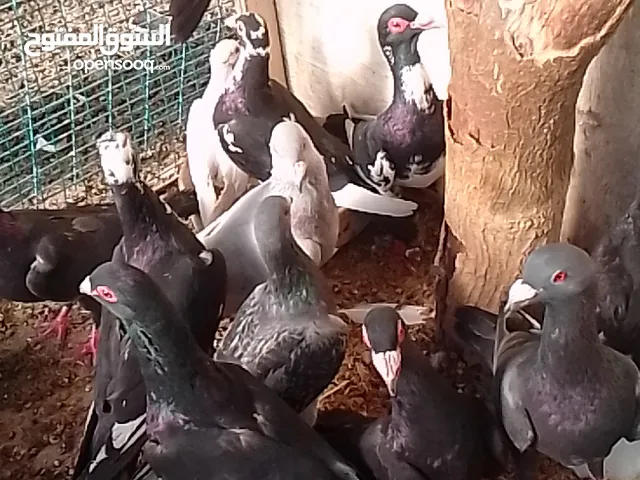 حمام محمد الرفاعي الحمام الزق والكش