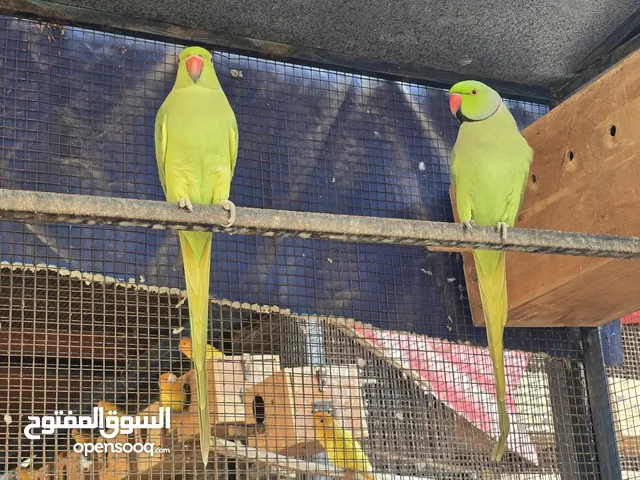 درر منتجه للبيع