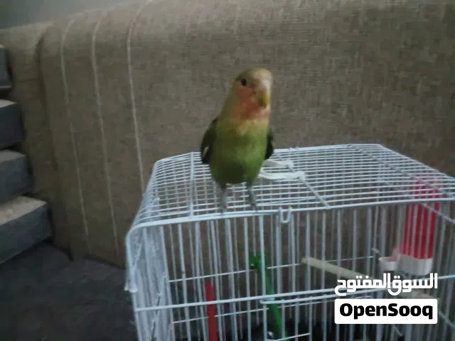روز مروض فل اتناديه يجي انتي