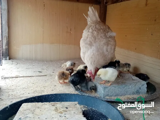 دجاجه عربيه جواها 16 كتكوت