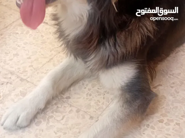 كلب هاسكي الام هاسكي والاب جيرمن