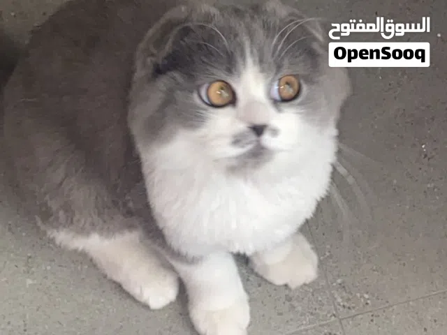 قط سكوتش فولد للتبني مطعمة ذكر