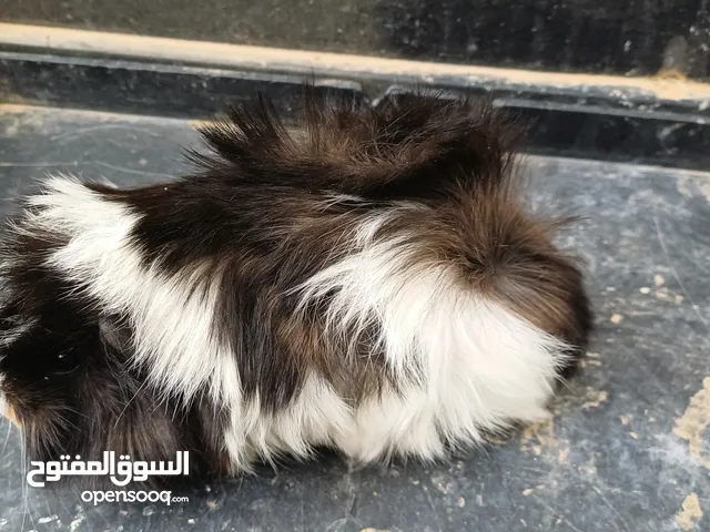 عروض قندي درجة اولى كوبية وذكورة