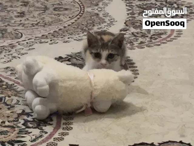 قطة للتبني