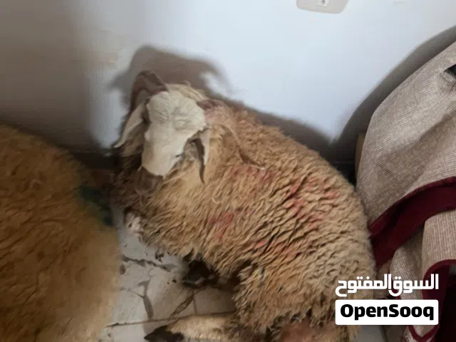 خروف للبيع لون راس أبيض