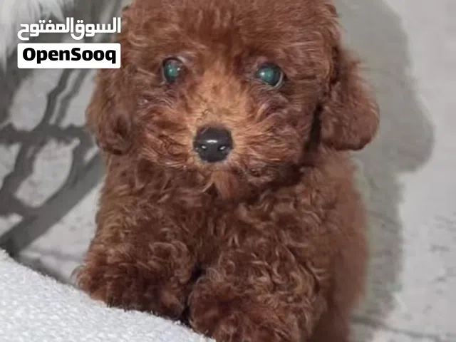 للبيع توي بودل بني