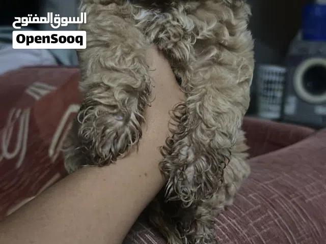 Cockapoo puppy