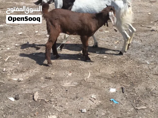 السلام عليكم صخله تكسي حلوا مطفل وراهه نثيه صحه خير من الله بته كم يوم وتركب شابعه حليب خير من الله