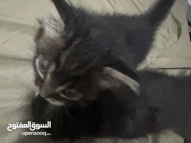 قطط ل البيع