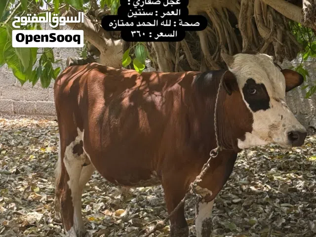 لبيع عجاله و الأسعار موجوده فالصور