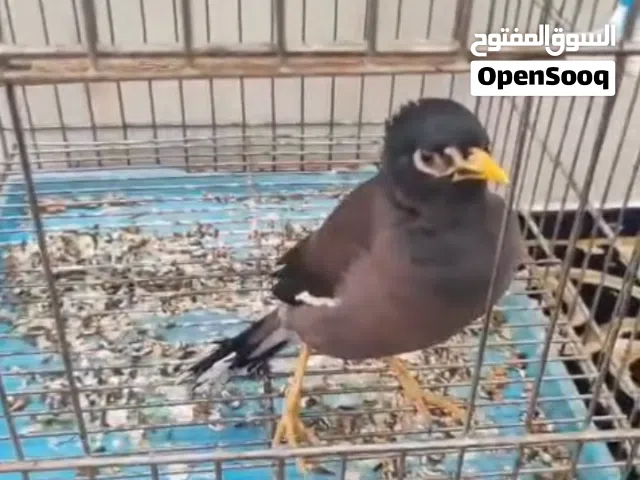 طائر المينا