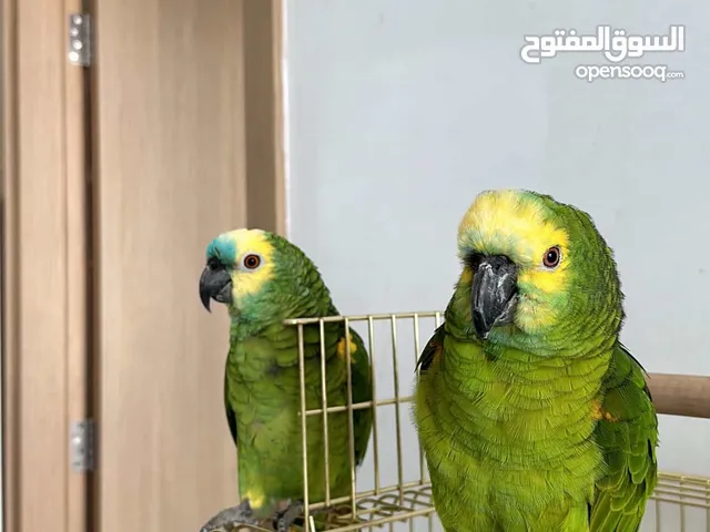 Blue-Fronted Amazon Parrot - Female & male