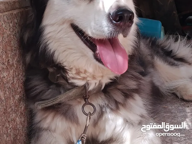هايسكي نثيه غير متزوجه ما مخلفه من قبل