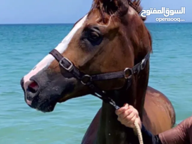 الحصان عربي اصيل للبيع