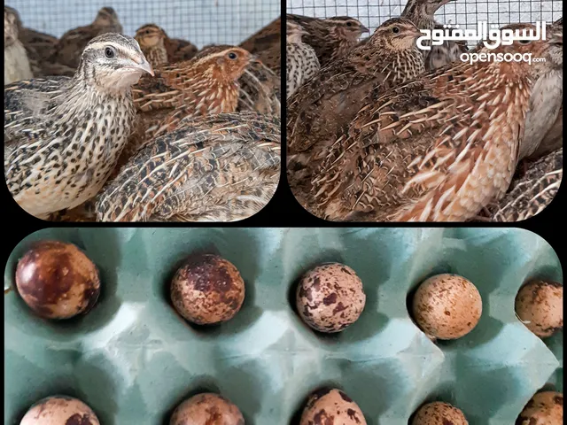 quail and eggs for sell