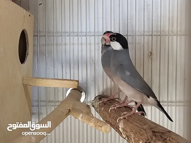 java Breeding pairs gray