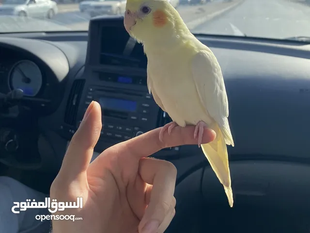 كوكتيل لاتينو مروض للبيع