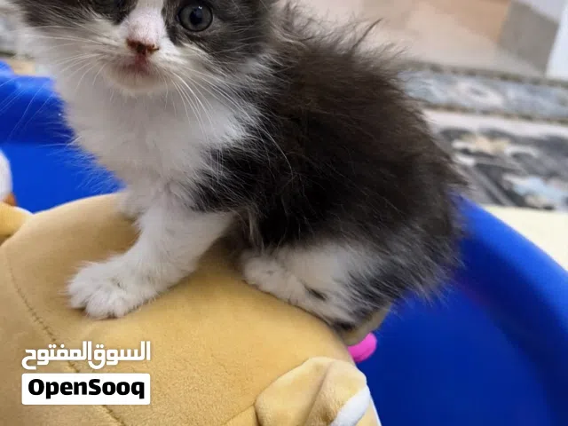 انثى و 3 ذكور شيرازي