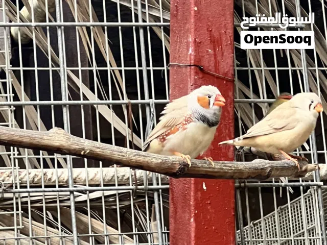 فنشات جامبو فنش